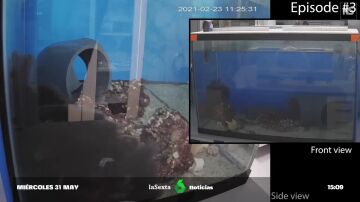pesadilla dentro de un acuario