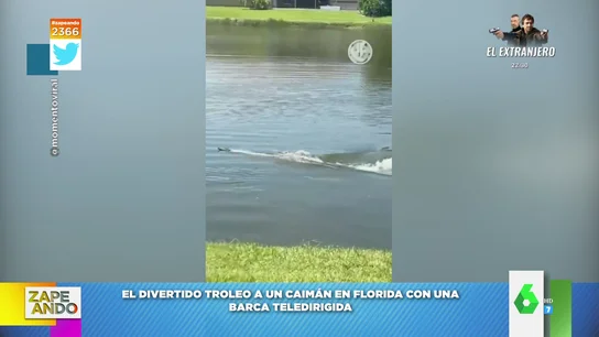 El divertido troleo de un hombre a un caimán con una lancha teledirigida El divertido troleo de un hombre a un caimán con una lancha teledirigida