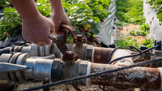 Finca del cultivo de fresas ubicada en la zona de regadío al norte de la Corona Forestal de Doñana. Finca del cultivo de fresas ubicada en la zona de regadío al norte de la Corona Forestal de Doñana.
