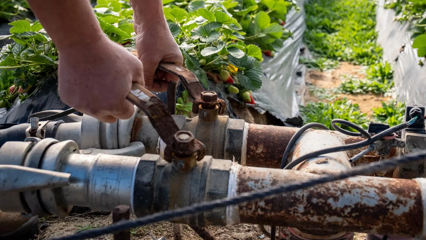 Finca del cultivo de fresas ubicada en la zona de regadío al norte de la Corona Forestal de Doñana. Finca del cultivo de fresas ubicada en la zona de regadío al norte de la Corona Forestal de Doñana.