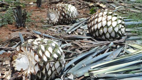Agaves