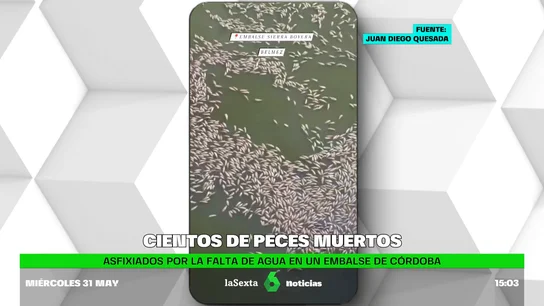 cientos de peces muertos cientos de peces muertos