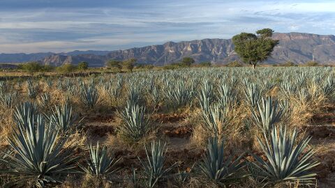 Agave
