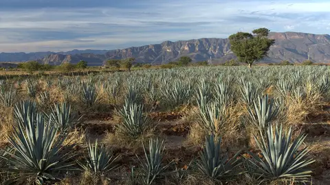 Agave Agave