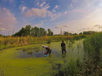 Investigadores recogiendo muestras en un humedal de Chernóbil Investigadores recogiendo muestras en un humedal de Chernóbil