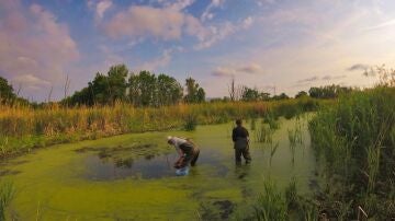 Investigadores recogiendo muestras en un humedal de Chern&oacute;bil