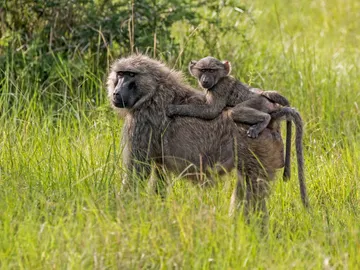 Los genomas de 800 primates revelan claves de mutaciones que causan enfermedades como el cancer Los genomas de 800 primates revelan claves de mutaciones que causan enfermedades como el cancer