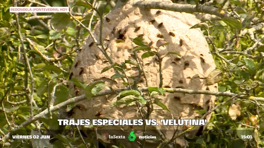 velutinas velutinas