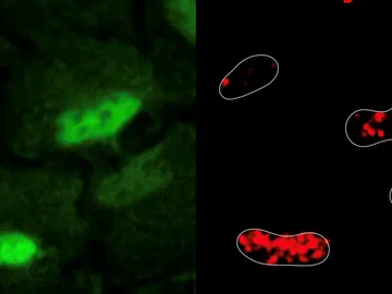 La imagen ilustra la localización del daño en el ADN y la observación de la enzima PRDX1 La imagen ilustra la localización del daño en el ADN y la observación de la enzima PRDX1