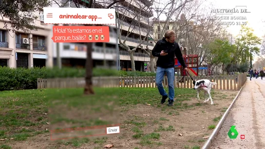 Ligar gracias a tu perro o gato: la propuesta de una app de citas centrada en los amantes de las mascotas Ligar gracias a tu perro o gato: la propuesta de una app de citas centrada en los amantes de las mascotas