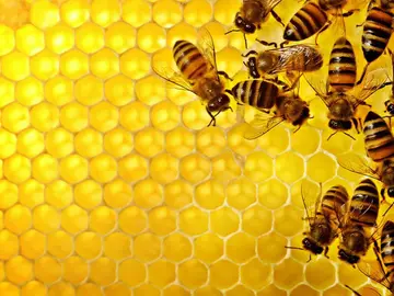 Enjambre de abejas Enjambre de abejas