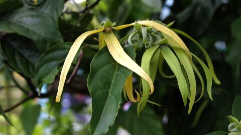 Ylang-Ylang