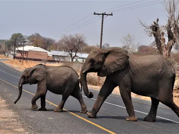Imagen de dos elefantes cruzando una carretera en Botswana Imagen de dos elefantes cruzando una carretera en Botswana