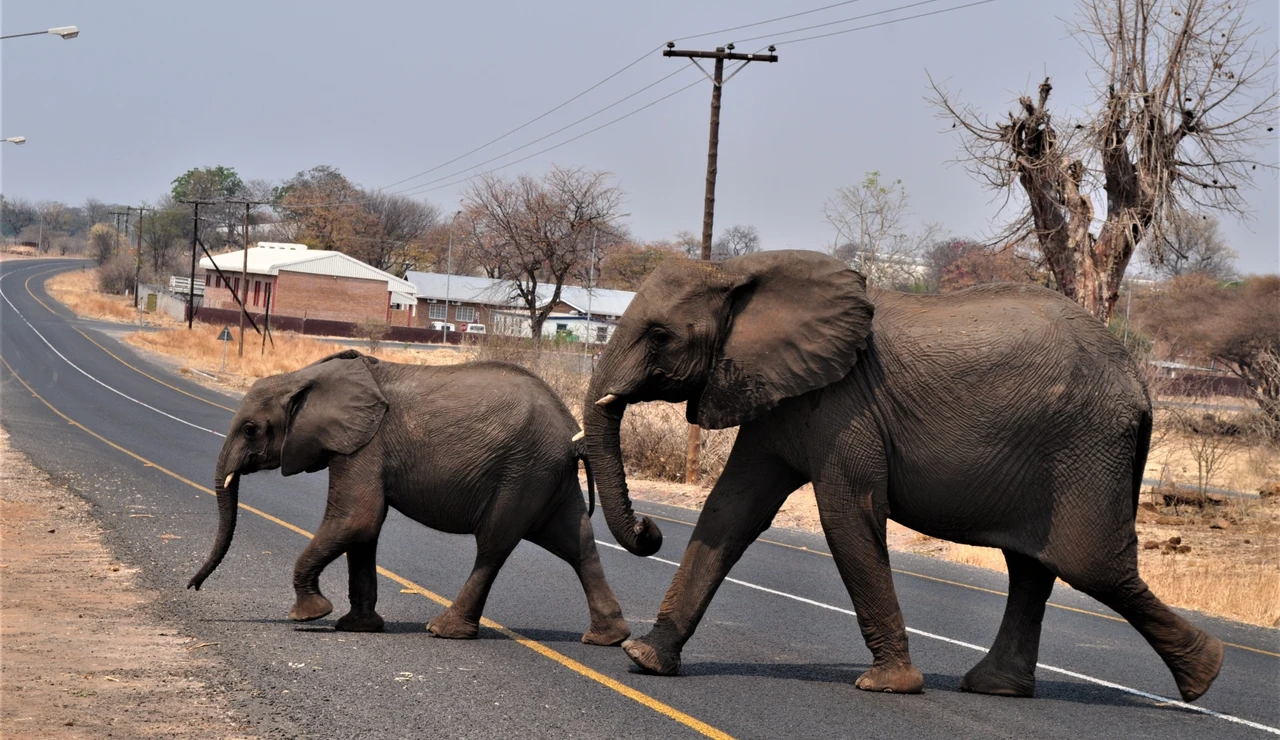 Imagen de dos elefantes cruzando una carretera en Botswana