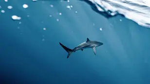  Imagen de archivo de un tiburón bajo el agua