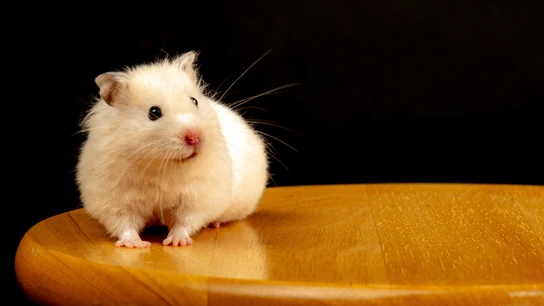 Qué animales están prohibidos como mascotas con la nueva ley de bienestar animal Qué animales están prohibidos como mascotas con la nueva ley de bienestar animal