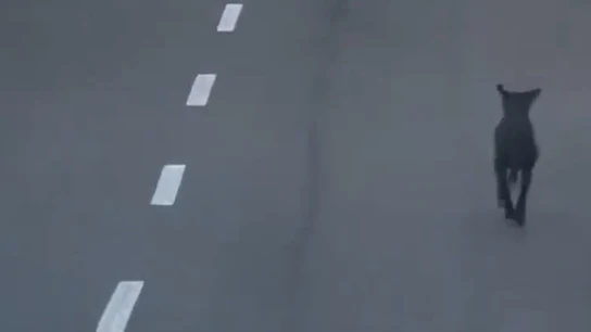 Buscan a una conductora que fue grabada intentando abandonar a un perro en Tenerife. Buscan a una conductora que fue grabada intentando abandonar a un perro en Tenerife.