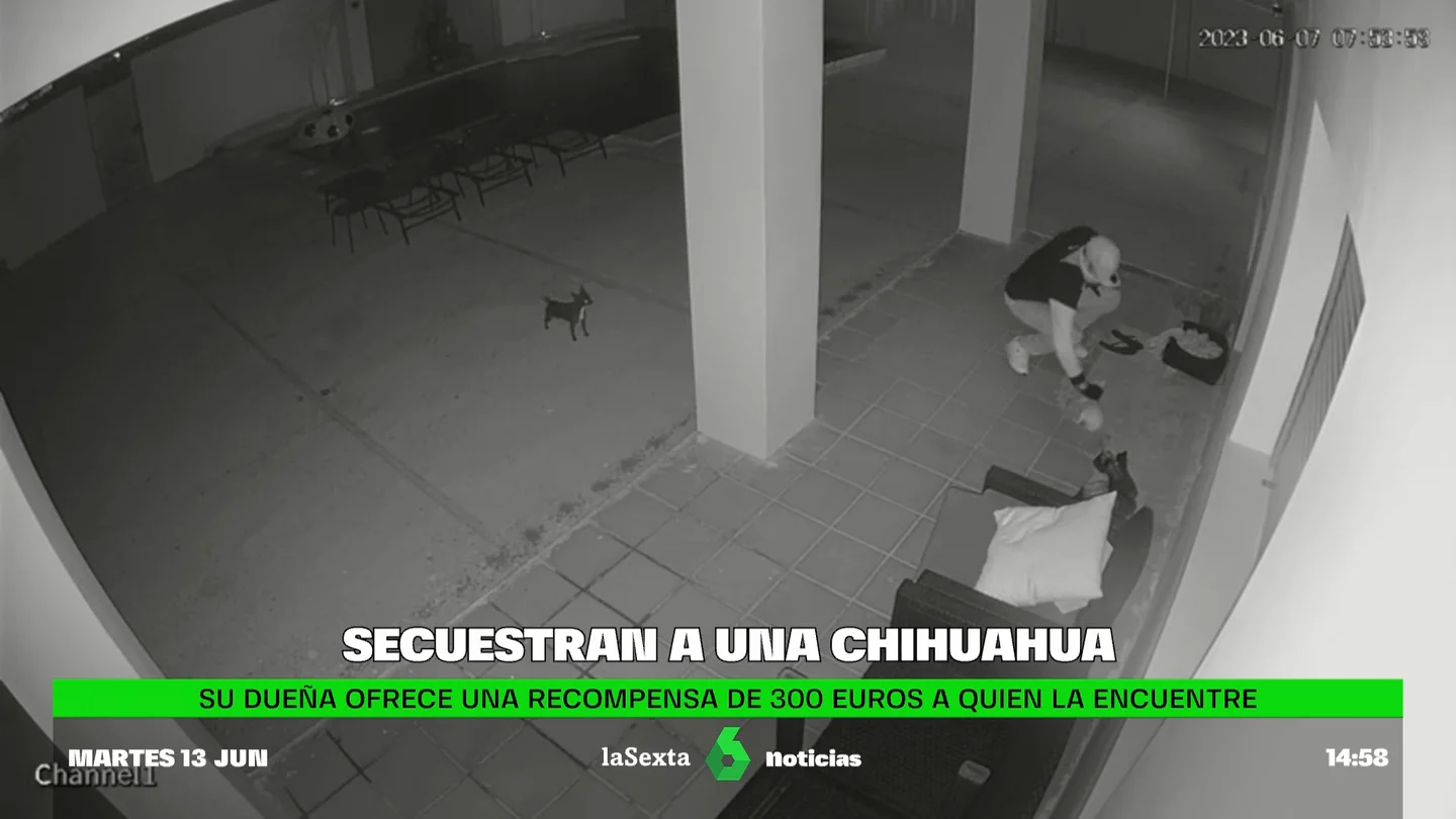 Secuestran a un chihuahua en Sanlúcar de Barrameda y su dueña ofrece una recompensa al que lo encuentre Secuestran a un chihuahua en Sanlúcar de Barrameda y su dueña ofrece una recompensa al que lo encuentre