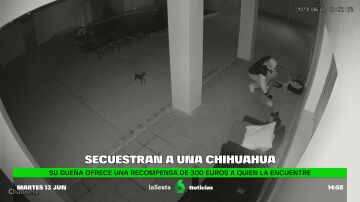 Secuestran a un chihuahua en Sanlúcar de Barrameda y su dueña ofrece una recompensa al que lo encuentre