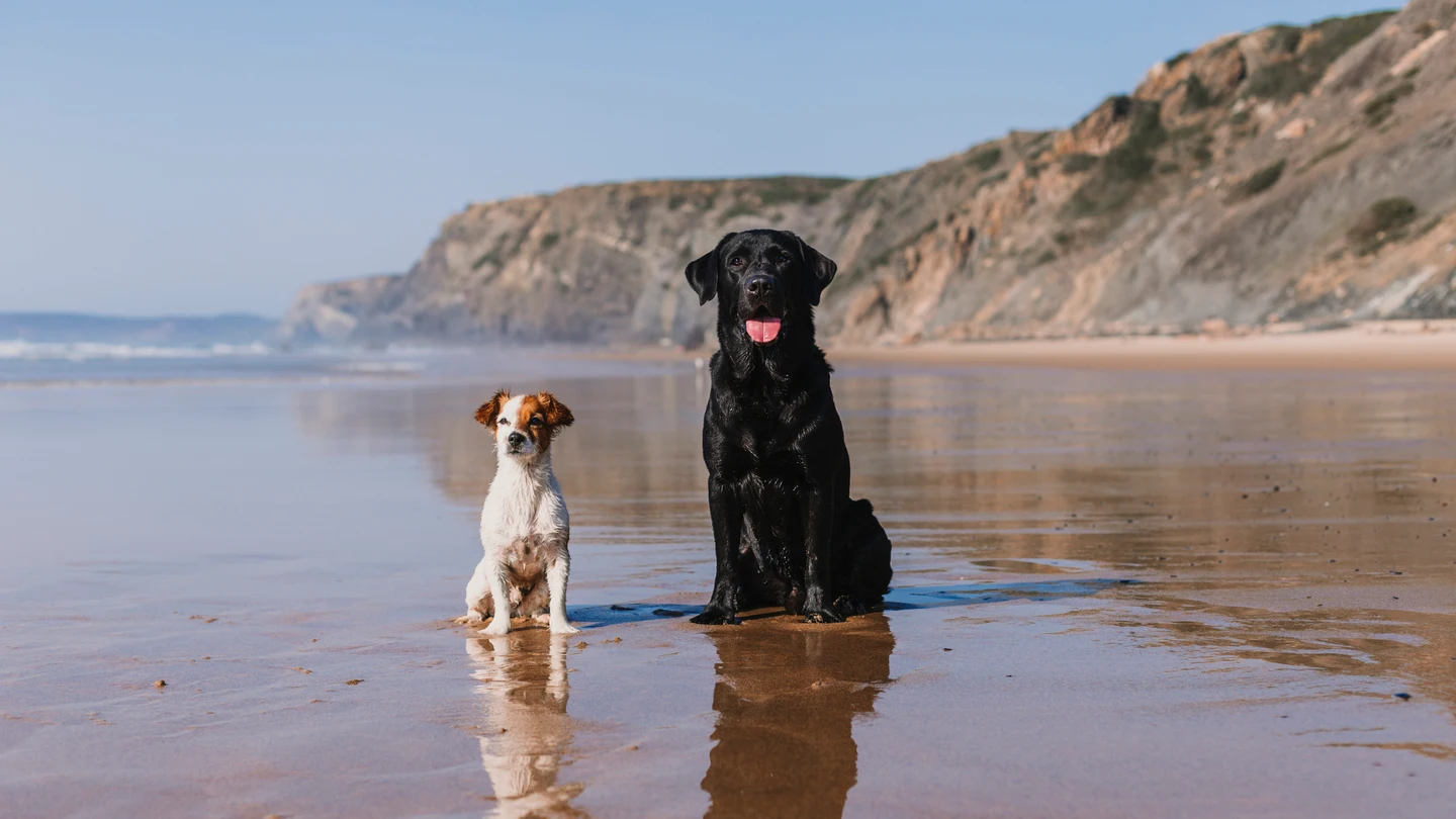 Dos perros en una playa Dos perros en una playa
