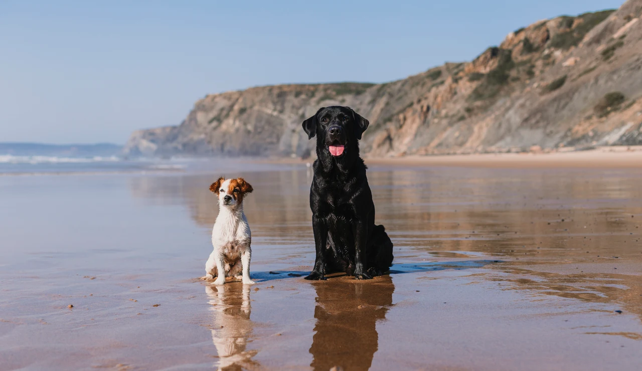 Dos perros en una playa