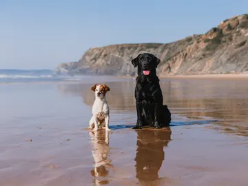 Dos perros en una playa Dos perros en una playa