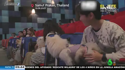 Ir a ver una peli con tus mascotas ya es posible gracias a esta sala de cine 'pet friendly'