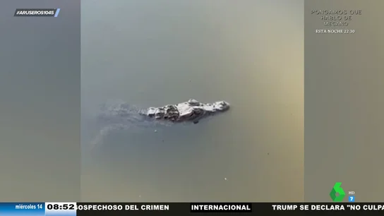 Un caimán siembra el pánico en Toledo: aparece en una finca y ataca a uno de sus captores Un caimán siembra el pánico en Toledo: aparece en una finca y ataca a uno de sus captores