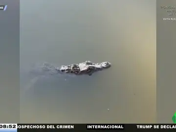 Un caimán siembra el pánico en Toledo: aparece en una finca y ataca a uno de sus captores