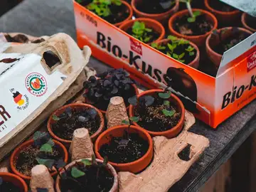 Crea un huerto en casa Crea un huerto en casa