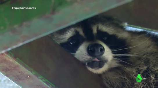 "Le arrancó una oreja": la advertencia de un biólogo sobre los mapaches y por qué "no son mascotas" "Le arrancó una oreja": la advertencia de un biólogo sobre los mapaches y por qué "no son mascotas"