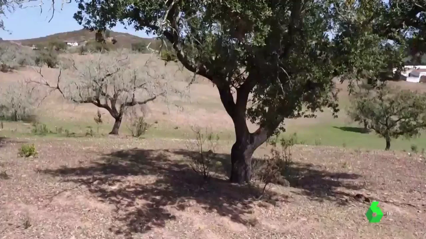 El lamento de un ganadero sobre 'La Seca': así "provoca un infarto" a la encina y mata árboles centenarios en días El lamento de un ganadero sobre 'La Seca': así "provoca un infarto" a la encina y mata árboles centenarios en días