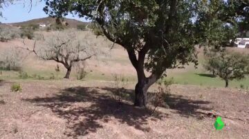 El lamento de un ganadero sobre 'La Seca': así "provoca un infarto" a la encina y mata árboles centenarios en días