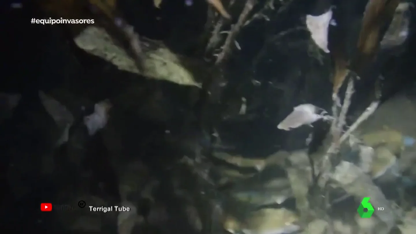 El relato de un pescador de la "catástrofe" del cangrejo azul en el Ebro: "Echamos la red como siempre y salió llena" El relato de un pescador de la "catástrofe" del cangrejo azul en el Ebro: "Echamos la red como siempre y salió llena"