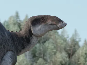 Esqueleto de un gonkoken nanoi Esqueleto de un gonkoken nanoi