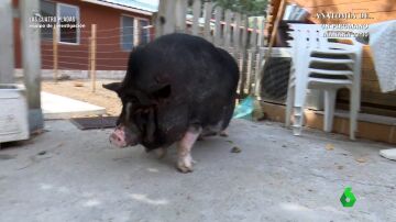 "Ataca como un toro, embistiendo": el dueño de un cerdo vietnamita describe el comportamiento de su mascota adulta