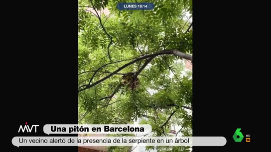 Encuentran en un barrio de Barcelona a una pitón de 15 kilos cuando estaba encima de un espectáculo infantil "A mi me tienen que sacar el desfibrilador y no me recupero", comenta Cristina Pardo sobre el hallazgo de esta serpiente de 15 kilos cuya posesión como mascota es ilegal. Por ello, la Guardia Urbana ya está buscando al dueño del animal.