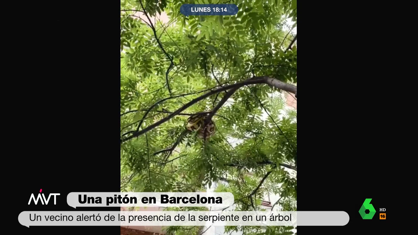 Encuentran en un barrio de Barcelona a una pitón de 15 kilos cuando estaba encima de un espectáculo infantil "A mi me tienen que sacar el desfibrilador y no me recupero", comenta Cristina Pardo sobre el hallazgo de esta serpiente de 15 kilos cuya posesión como mascota es ilegal. Por ello, la Guardia Urbana ya está buscando al dueño del animal.