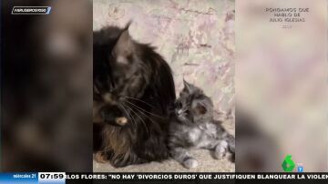 El entrañable vídeo viral de una gata enseñando a lavarse a su gatito bebé