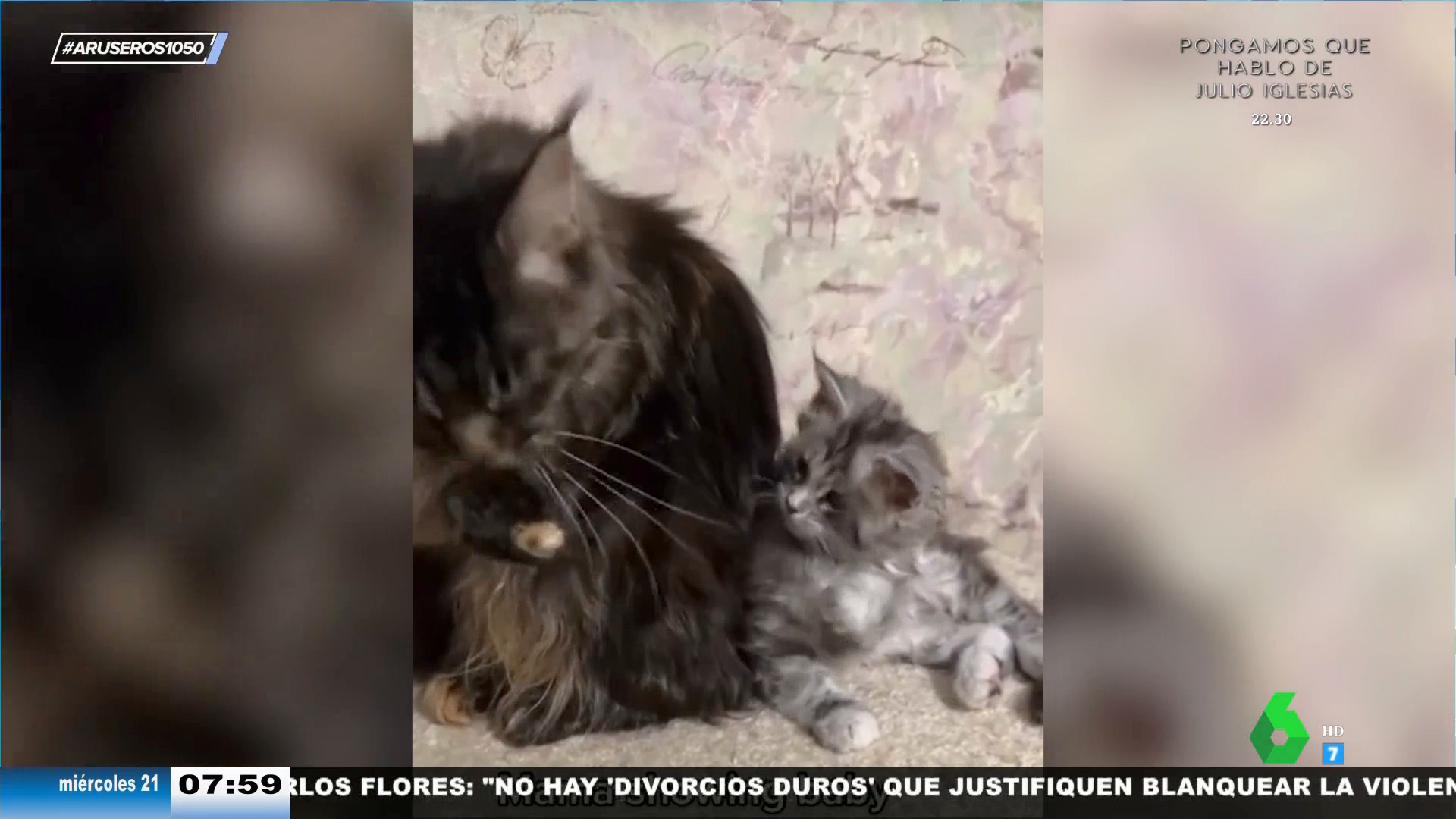 El entrañable vídeo viral de una gata enseñando a lavarse a su gatito bebé