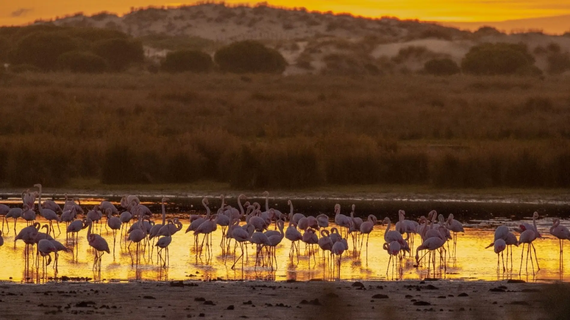 Imagen de flamencos con cielo amarillo en una laguna Imagen de flamencos con cielo amarillo en una laguna