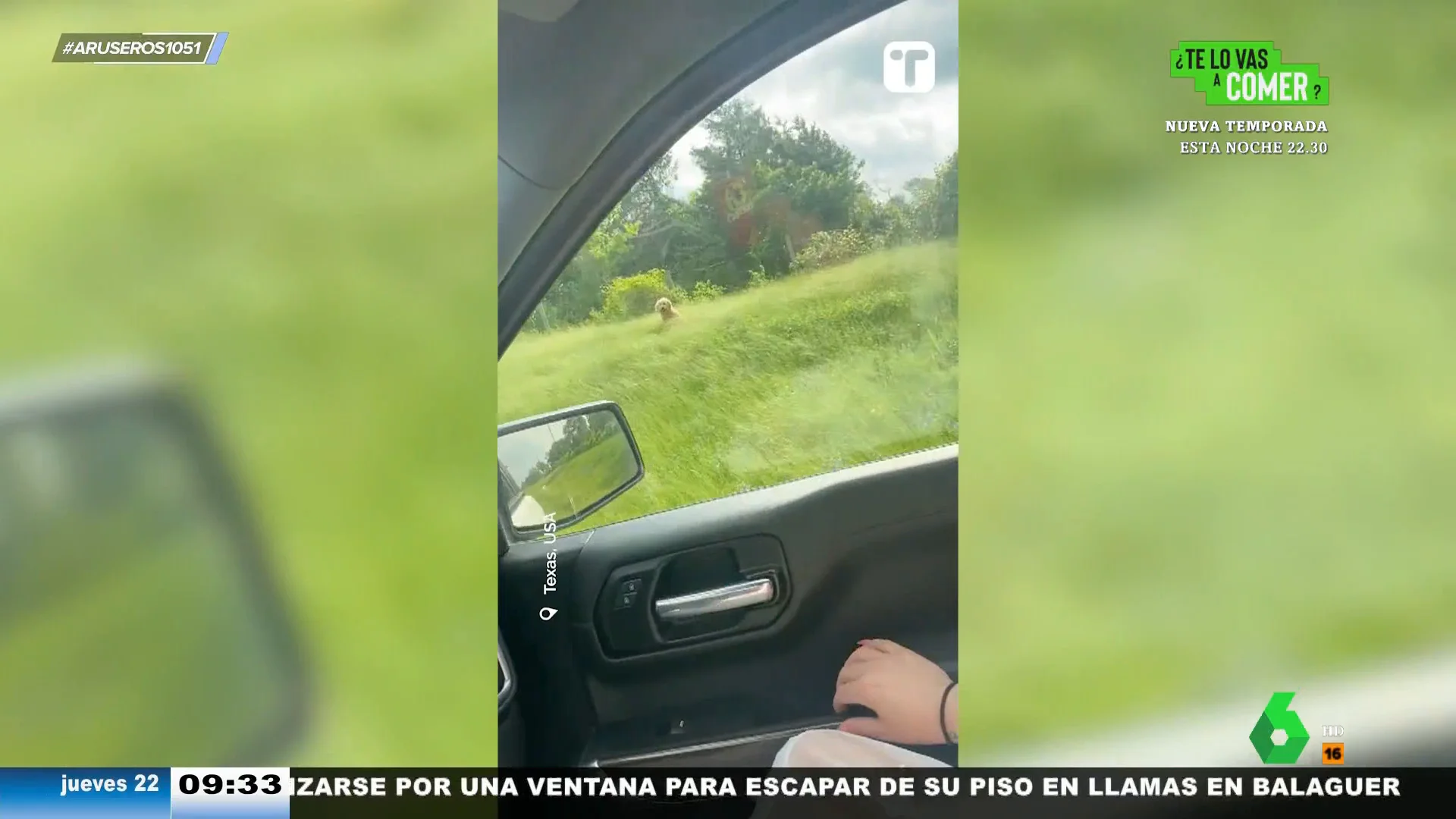 Una mujer rescata a un perro abandonado en la carretera y decide adoptarlo para darle una familia