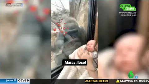 El tierno gesto de un gorila que imita a una madre humana que abraza a su hijo: "Yo también tengo uno, mira qué guapo es"