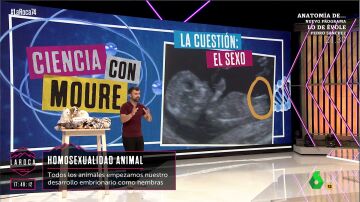 "Todos hemos sido chicas durante nuestro desarrollo embrionario": Ricardo Moure aclara que ocurre en las 11 primeras semanas