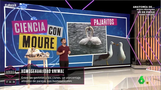 De los koalas a los cisnes: Ricardo Moure señala que la existencia de 'animales LGTBI' es común De los koalas a los cisnes: Ricardo Moure señala que la existencia de 'animales LGTBI' es común