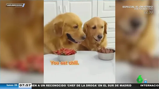 La tierna reacción de un perro con otro perro cuando ve que a él no le ponen pienso La tierna reacción de un perro con otro perro cuando ve que a él no le ponen pienso