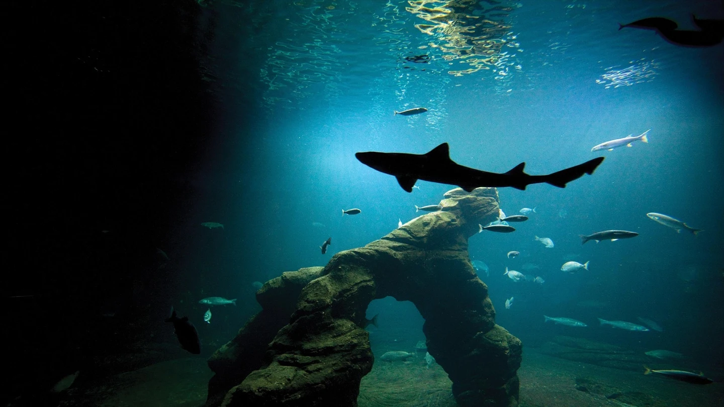 Tiburones en el Museo Marítimo de Santander Tiburones en el Museo Marítimo de Santander