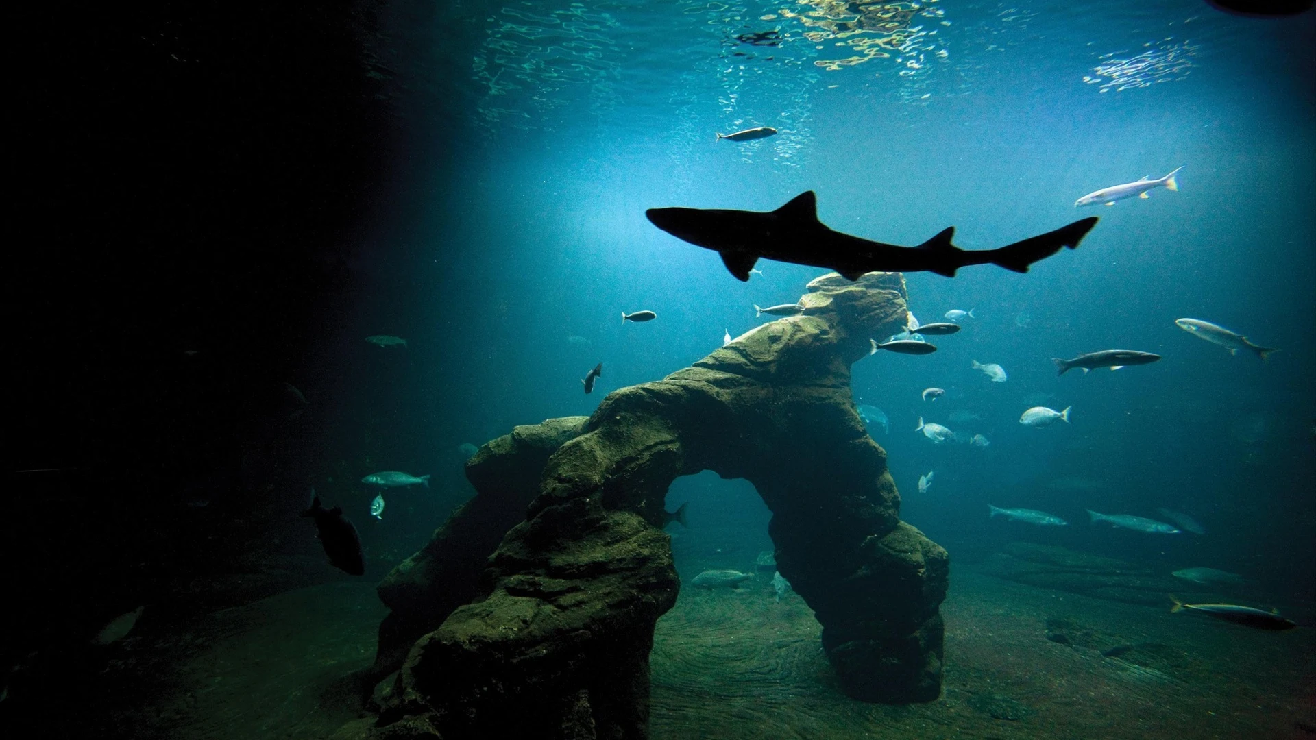 Tiburones en el Museo Marítimo de Santander