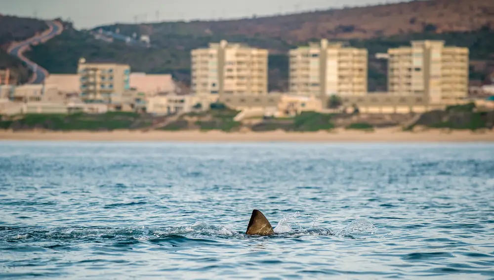 Imagen de un tiburón en una playa