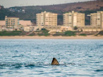 Imagen de un tiburón en una playa Imagen de un tiburón en una playa